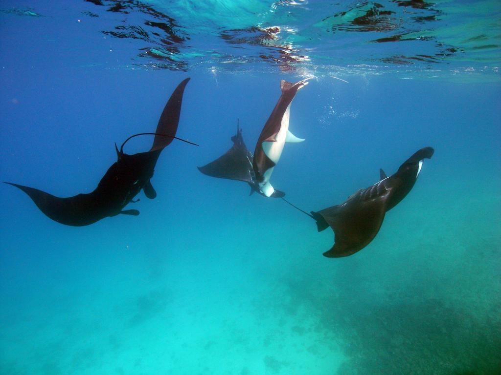 Barefoot Manta Island Resort Drawaqa Island Екстер'єр фото